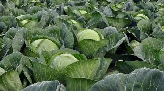 Rows of mature cabbages growing in a green field, their leaves beaded with water droplets.