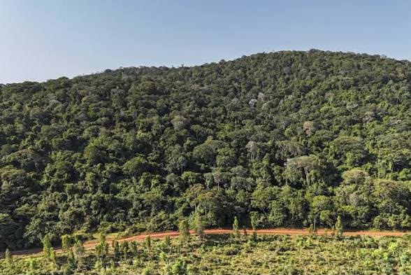 A dense green forested hillside bordered by a red dirt road, with cleared farmland in the foreground.
