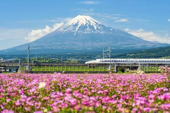 A white Shinkansen bullet train passing a field of pink flowers with snow-capped Mount Fuji rising behind it under a clear blue sky.