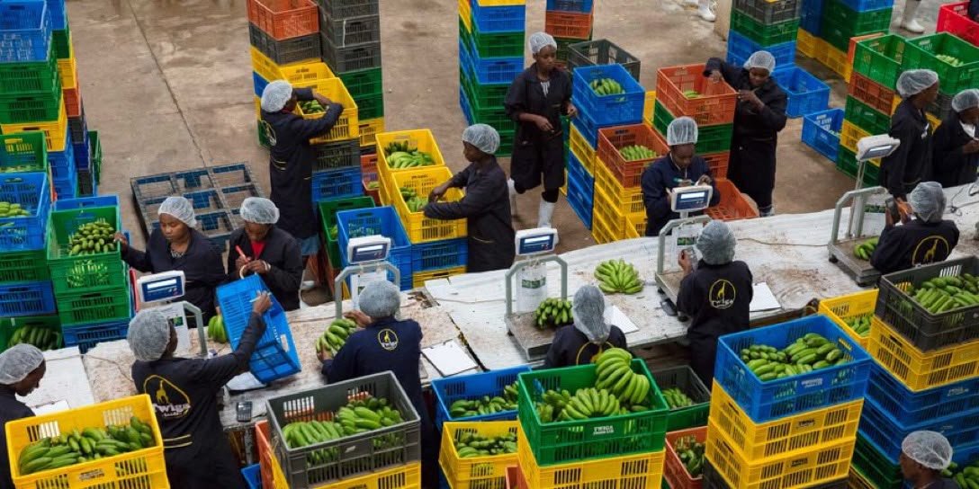Workers in hairnets sort and weigh green bananas at a warehouse sorting line, surrounded by stacks of colour-coded plastic crates.